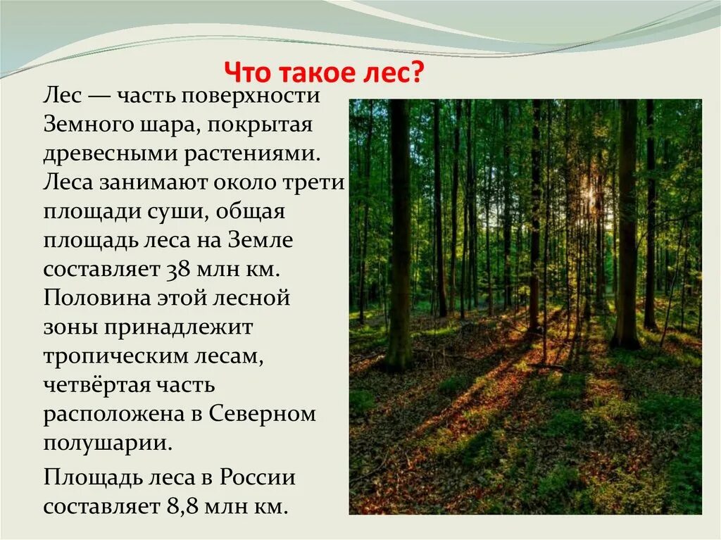 Самый большой текст леса. Презентация на тему лес. Лес для презентации. Проект на тему леса. Рассказ о лесе.