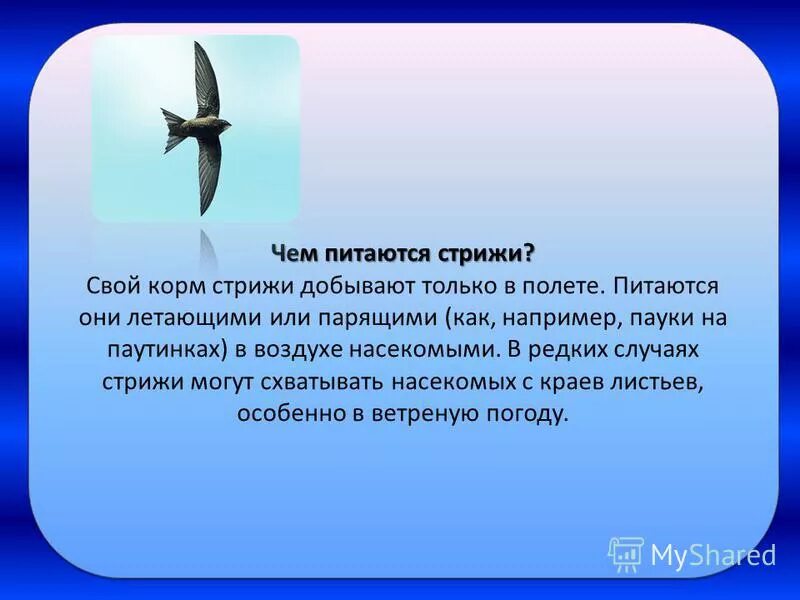 Чем питаются Стрижи. Сообщение о Стрижах. Стриж птица. Интересные факты о Стрижах. Отчего стрижи стали беспокоиться