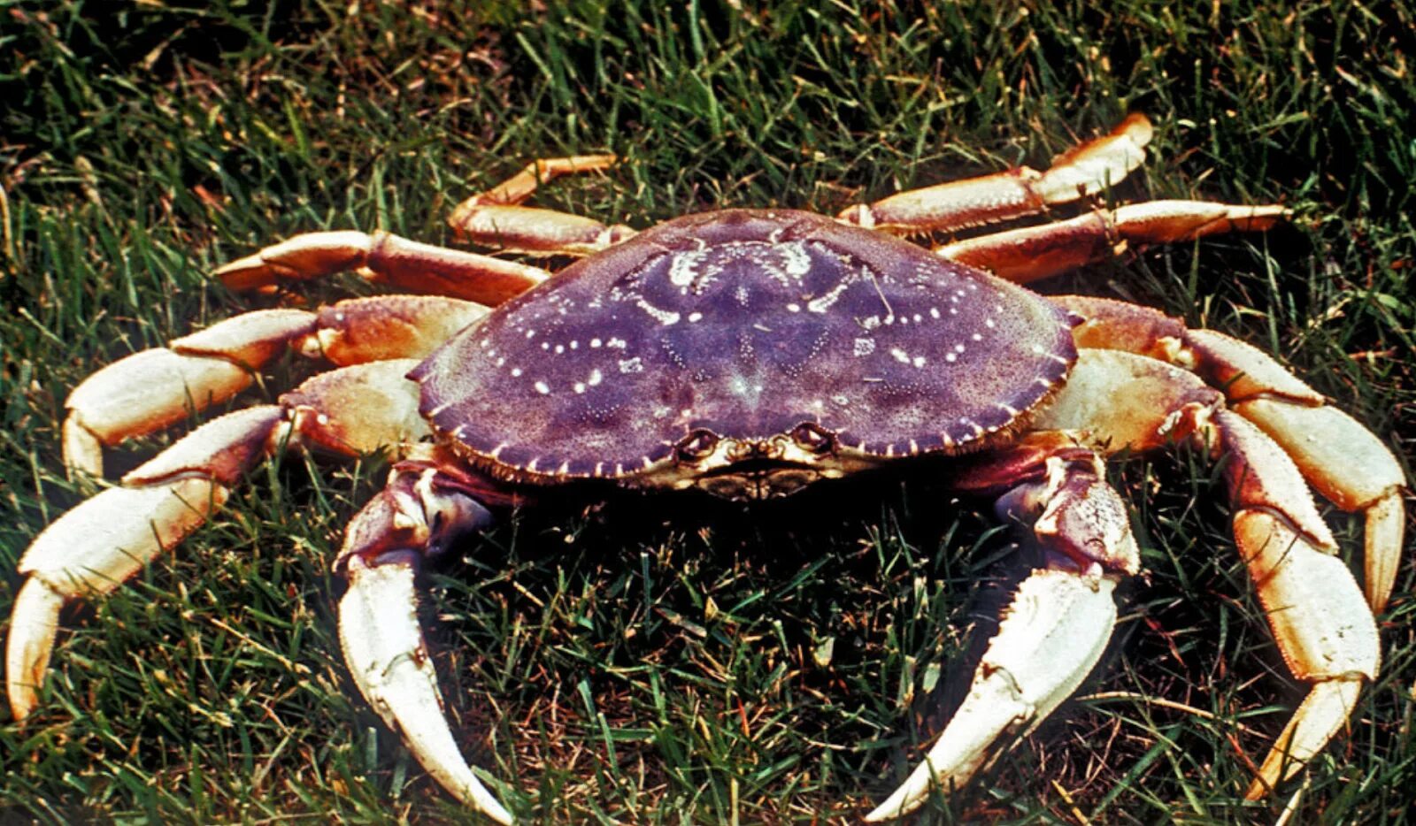 Краб Dungeness. Голубой краб Callinectes sapidus. Дандженесский краб США. Тихоокеанский краб. Крабы группа животных