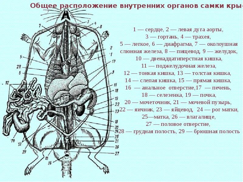 Презентация на тему: Класс