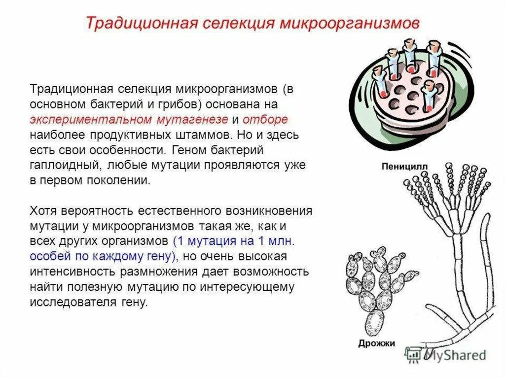 Основные селекции микроорганизмов. Схема получения трансгенного растения. Порядок этапов селекции микроорганизмов. Методы селекции микроорганизмов таблица 9 класс. Штамм бактерий.