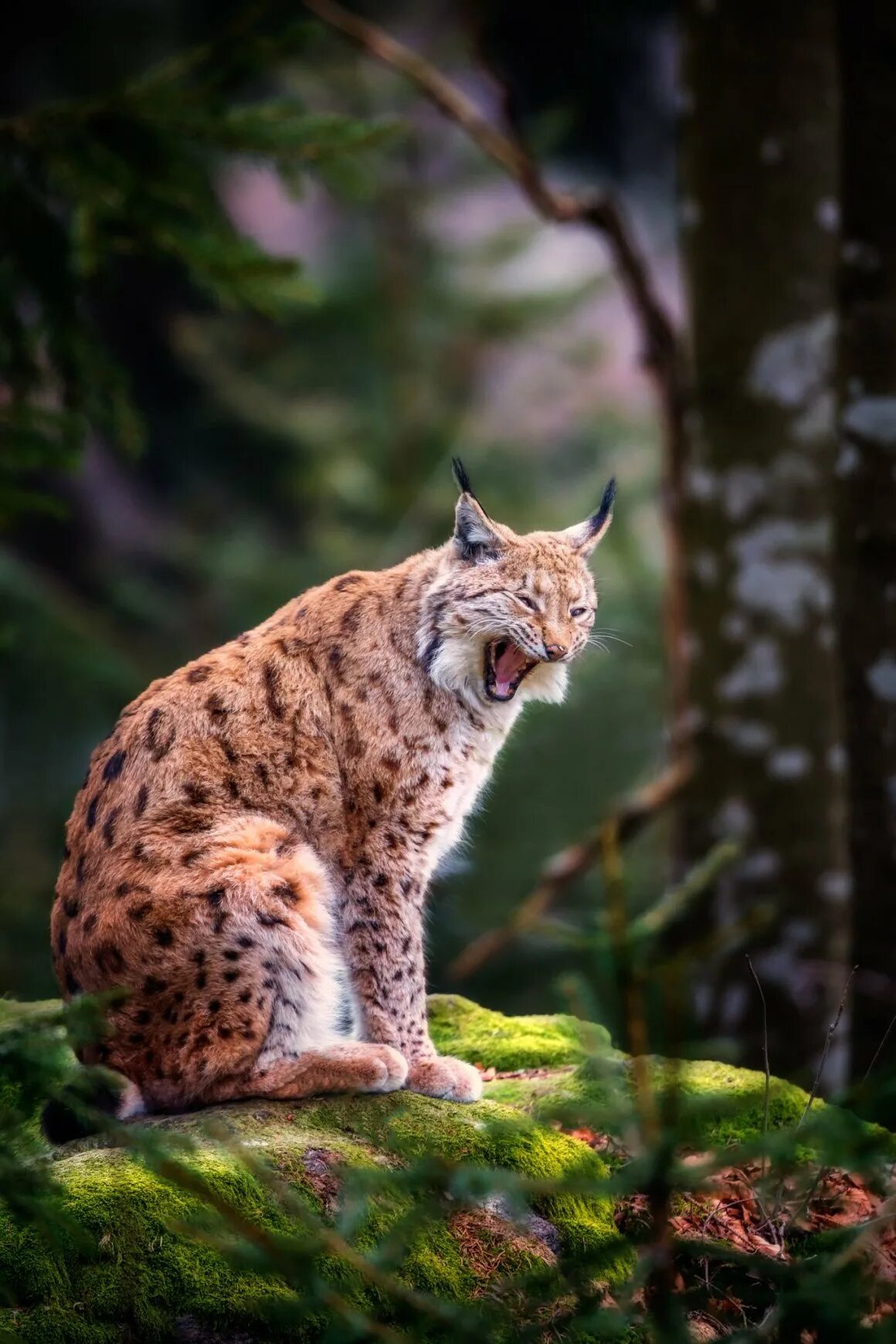 Изображение рыси. Рысь — lynx lynx. рысь рысиха рысенок. карликовая рысь. рысь (lynx lynx) в дикой природе.