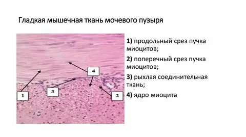 Межклеточное вещество в мышечной ткани