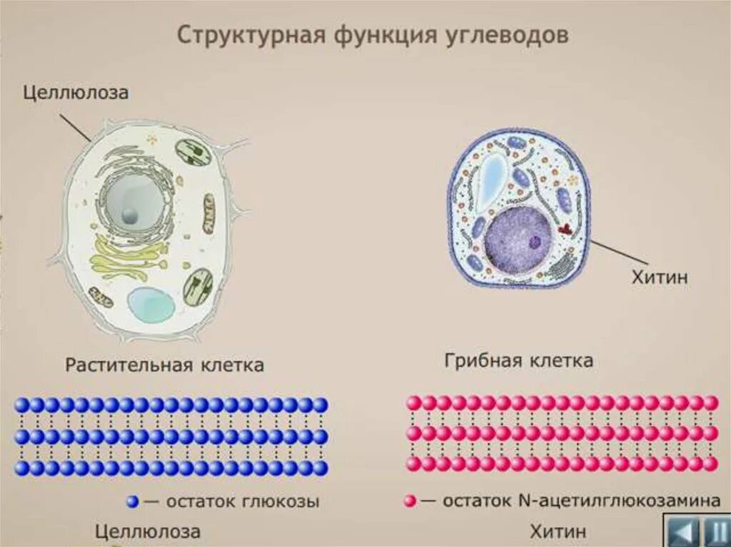 Целлюлозно клеточная оболочка растительной клетки. Целлюлоза в растительной клетке. Целлюлоза в оболочке клеток.