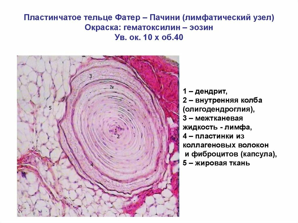 Тельце фатера Пачини гистология. Строение тельца фатер Пачини гистология. Тельца фатера Пачини препарат. Тельце фатера Пачини гистология препарат. Тельца фатера