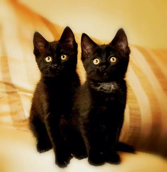 Черный котенок. Два черных котенка. Два чёрных котёнка. Три черных котенка. Черные котята в добрые