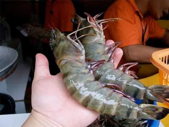 самая большая королевская креветка. самые большие креветки. самая большая креветка в мире. тайский лангуст. королевский лангуст.