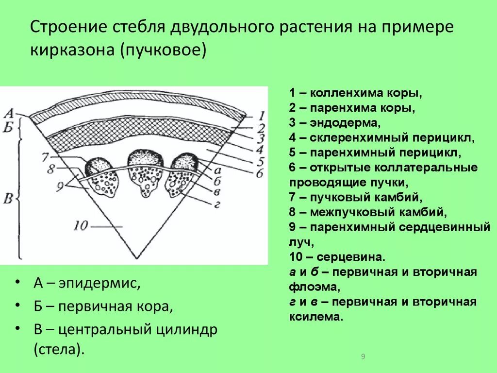 Анатомическое строение стебля травянистых растений. Первичное строение стебля двудольных растений. Строение стебля двудольных. Анатомическое строение стебля двудольного травянистого растения. Внутреннее строение стебля двудольных растений.