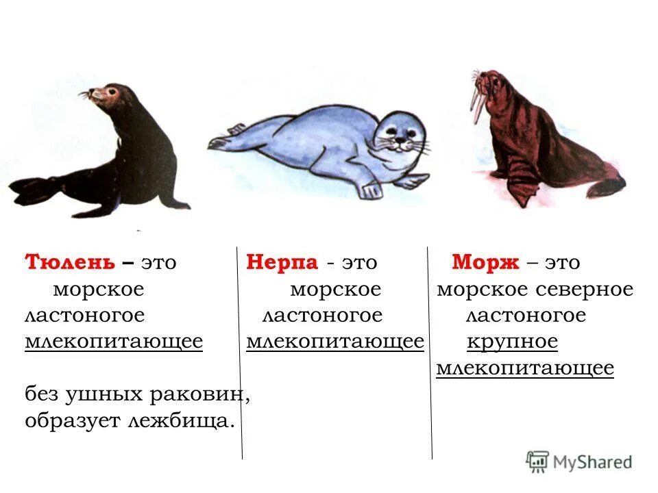 характерные признаки отряда ластоногие. загадка про нерпу. загадка про морского котика. байкальская нерпа эндемик. семейство ластоногих представители.