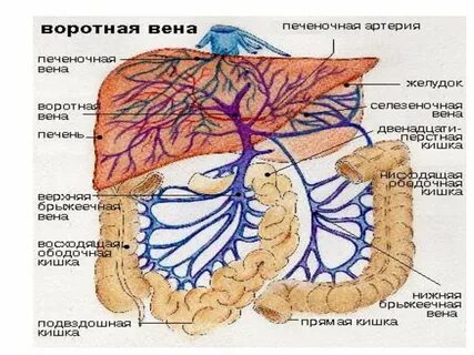 Собирательная вена печени