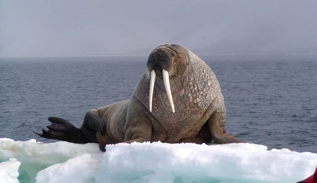 Моржонок. Моржи в США. 5 Моржей. Успокаивающая морж.