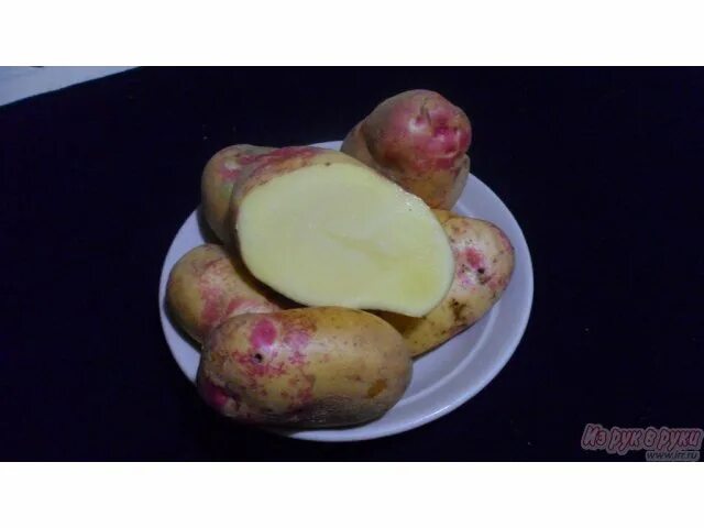 Купить картофель в воронежской. Сеной картофель Бабякова. Сорта картофеля Бабяково.