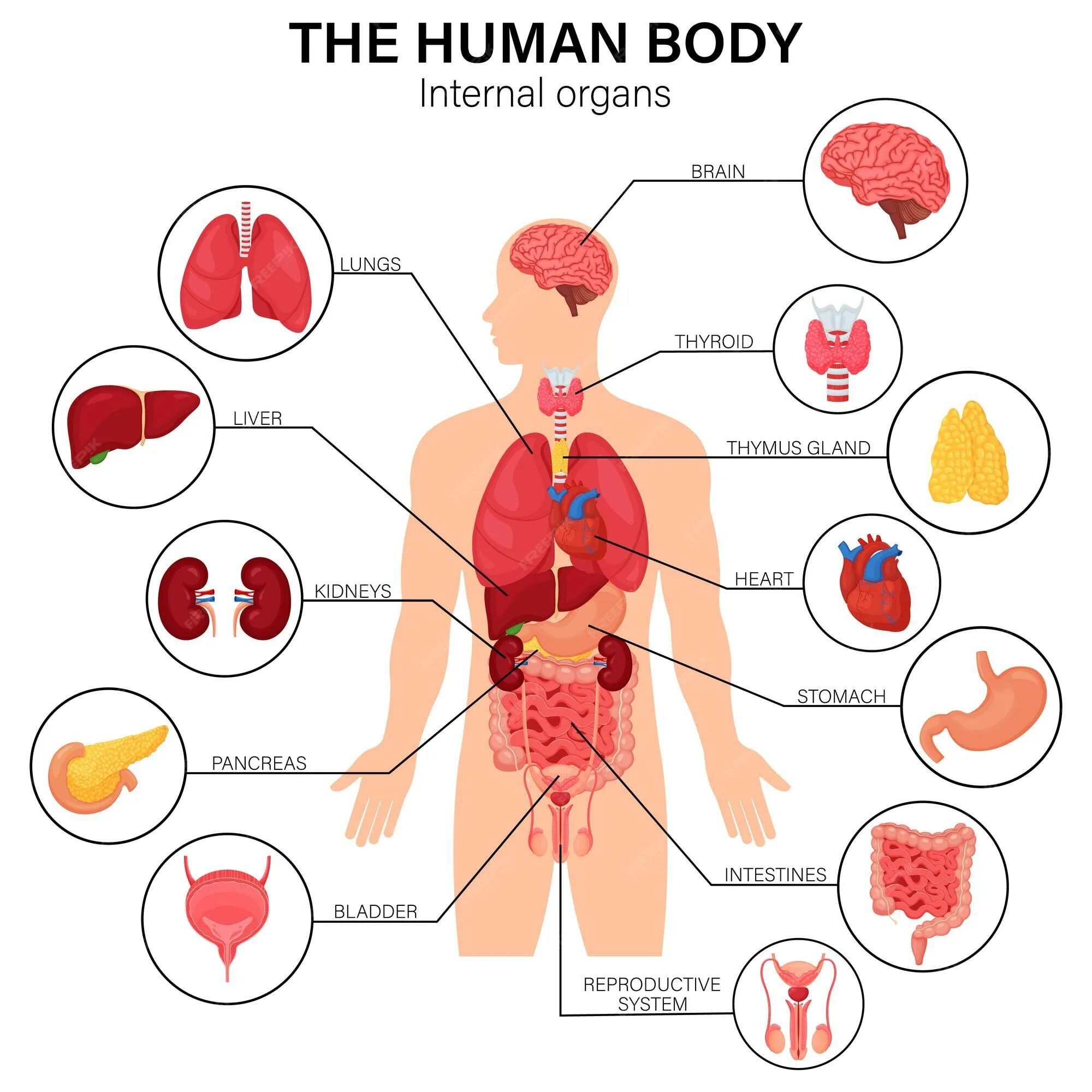 Головной мозг печень кровь. Internal Organs of the Human body. Ненужные органы у человека. Бесполезные органы у человека. Называние мест по телу человека.