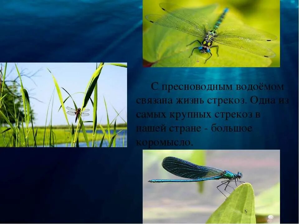 Тип питания стрекозы. Среда обитания стрекоз. местообитание стрекоз. форма тела стрекозы кратко. интересные факты о жизни стрекозы.