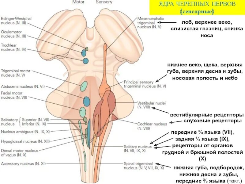 Проекция ядер черепных нервов. Ядра черепных нервов продолговатого мозга. ядра чмн в продолговатом мозге. ядра каких черепных нервов расположены в продолговатом мозге. продолговатый мозг какие ядра черепных нервов.