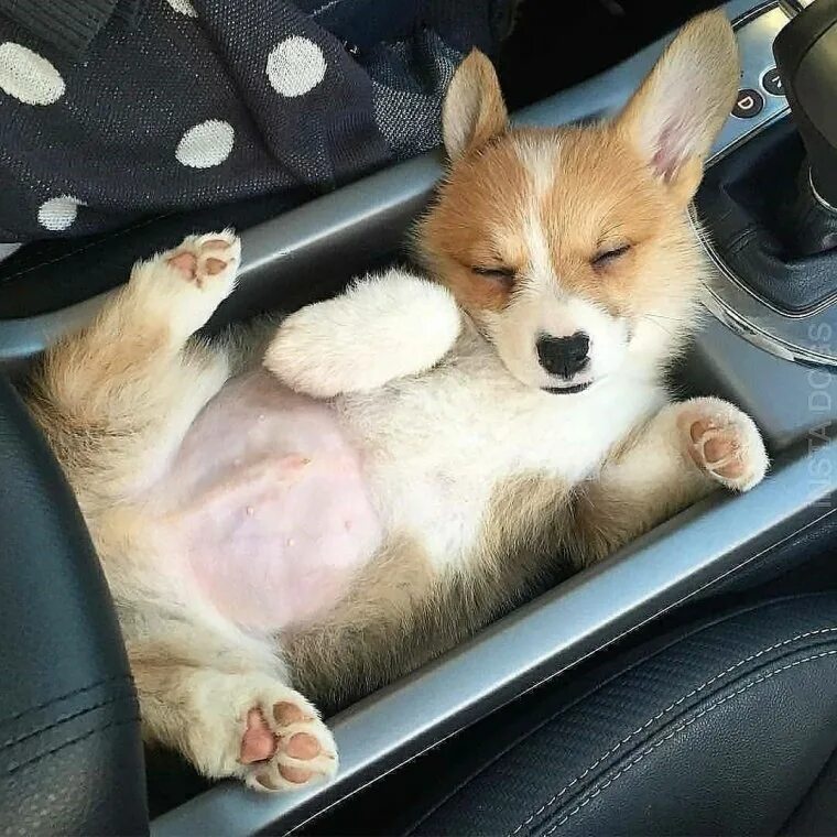 Вельш корги маленький. Веселый вельш корги. Японский корги. Корги. Веселый вельш корги.