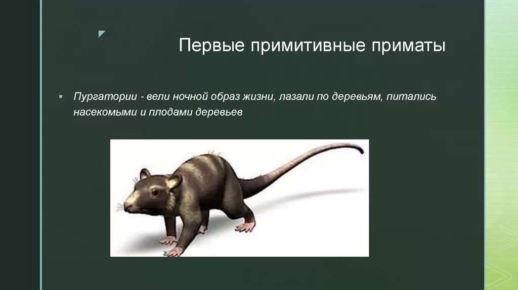 Эволюция приматов. Первые примитивные приматы. первые приматы появились. примитивные насекомоядные млекопитающие отряд приматы. исторический возраст приматов.