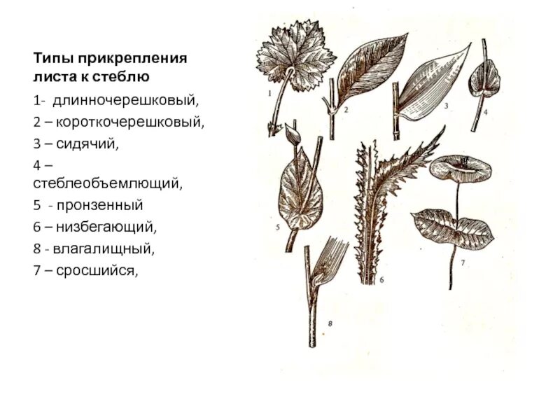 Виды черешковых листьев. Типы прикрепления листа к стеблю. типы прикрепления листьев. типы прикрепления листьев к стеблю. прикрепление листьев к стеблю черешковый.