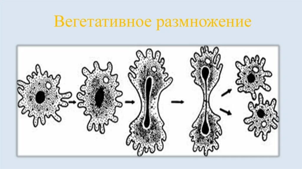 Какой способ размножения характерен для амебы. Бесполое размножение деление клетки. Размножение делением клетки. Размножение амебы. Амеба деление клетки.