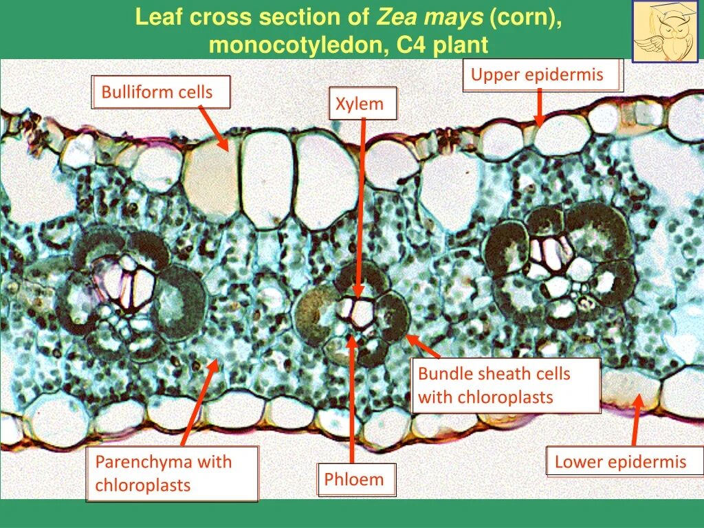 Строение листа под микроскопом 6 класс. Поперечный срез листа zea mays. поперечный срез листа однодольного растения. поперечный срез листа кукурузы. анатомическое строение листа кукурузы.