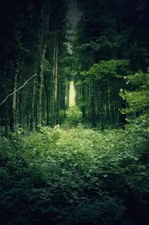 Смартфон forest