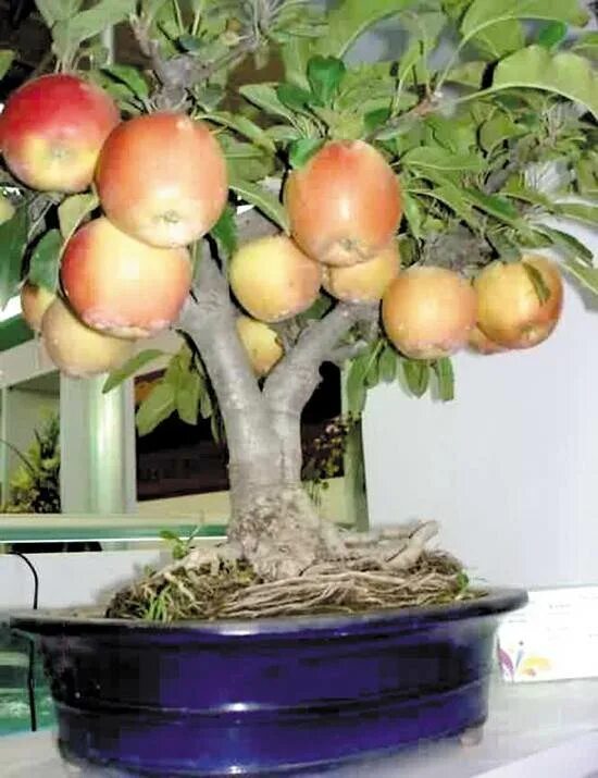 Можно ли из семечка яблока вырастить яблоню. Карликовые яблони бонсай. Дерево нектарин бонсай. Яблоня в горшке. Яблоня в горшке в квартире.