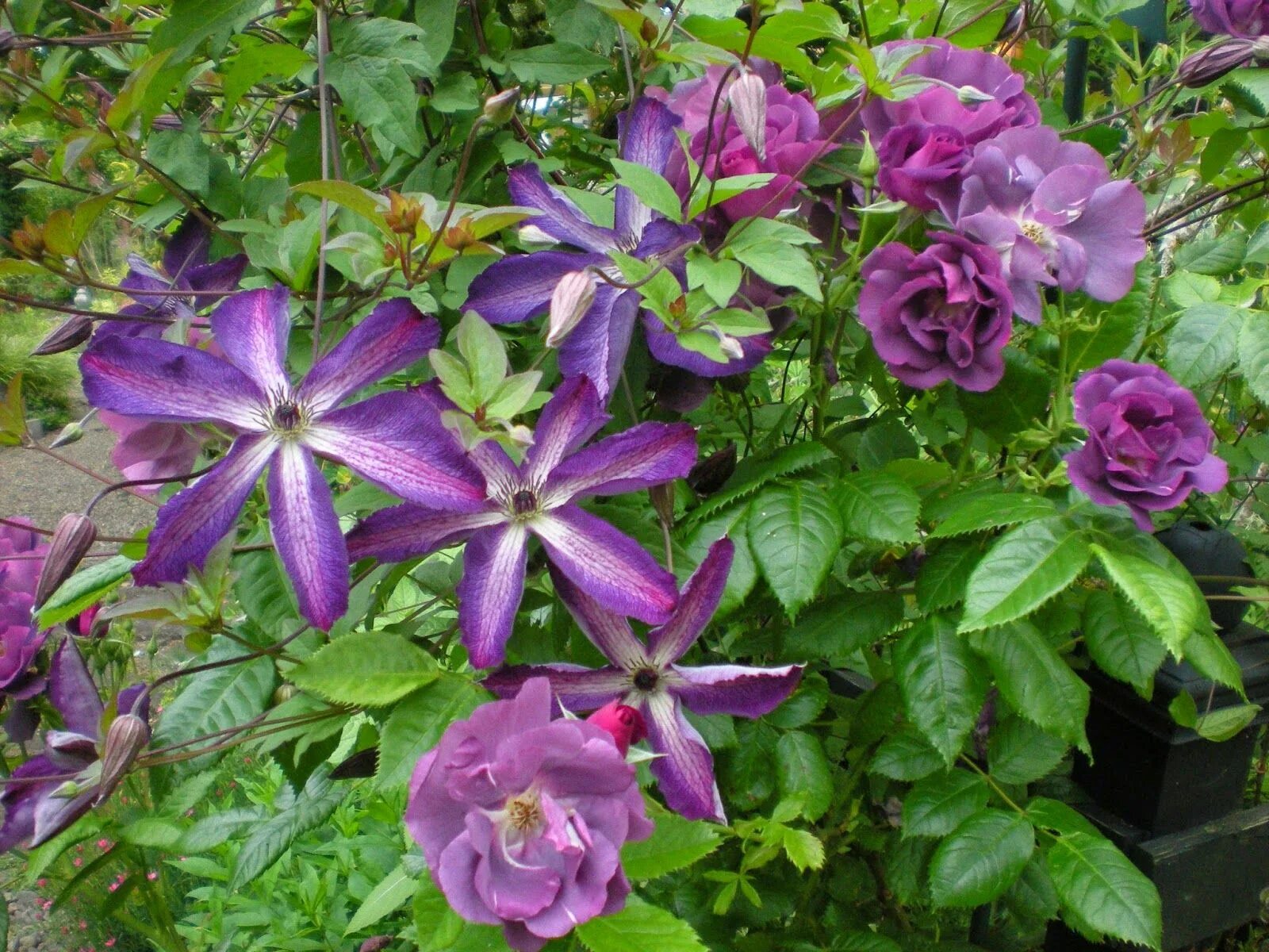 Клематис Веноза Виолацеа. Клематис Веноза Виолацеа Clematis venosa violacea. Клематис ашва. Клематис Веноза Валенсия. Клематис веноза виолацеа описание