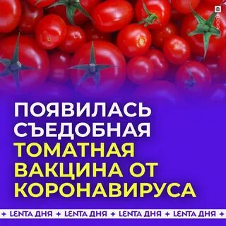 Томат гена