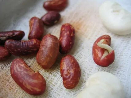 Проращивают ли фасоль