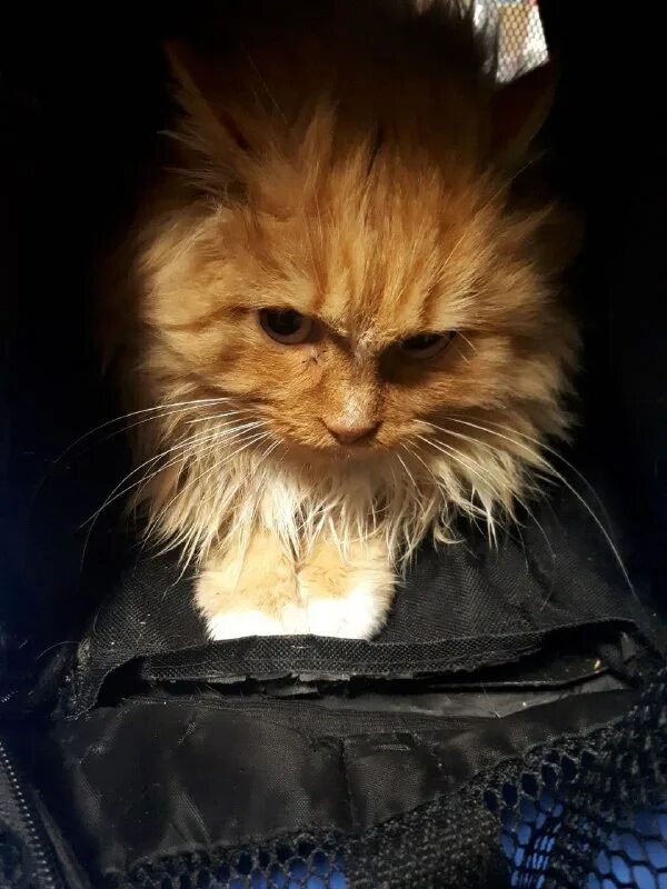 рыжий кот зеленогорск красноярского. рыжий кот зеленогорск красноярского. рыжий кот зеленогорск красноярского. рыжий кот зеленогорск красноярского. рыжий кот зеленогорск красноярского.