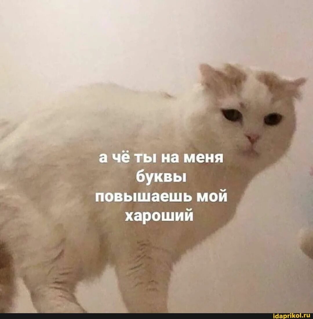 Мем кот а. Не повышай на меня буквы. не повышай на меня буквы мем. ты на меня буквы не повышай. ты че на меня буквы повышаешь.