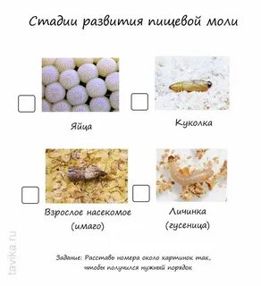 Личинки в продуктах