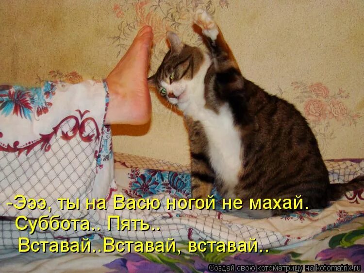Мне лень вставать. Так не хочется вставать дай мне 5. Так не хочется вставать дай мне 5. Очень хочу спать. Смешные комиксы с котами.