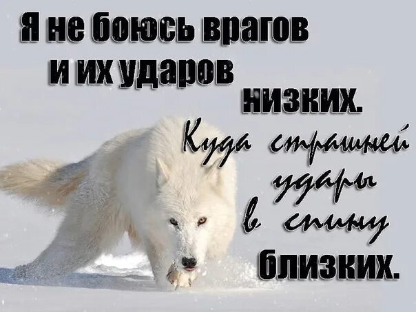 Прикольные картинки лисы с надписями. Цитаты про потерю друзей. Не бойся быть ближе. Не бойся быть собой. Картинки с лисами для поднятия настроения.