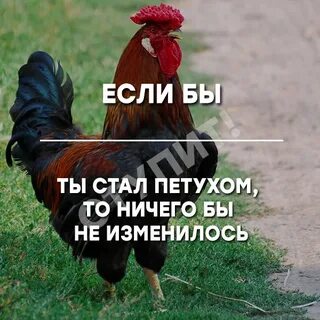 Стал петушком