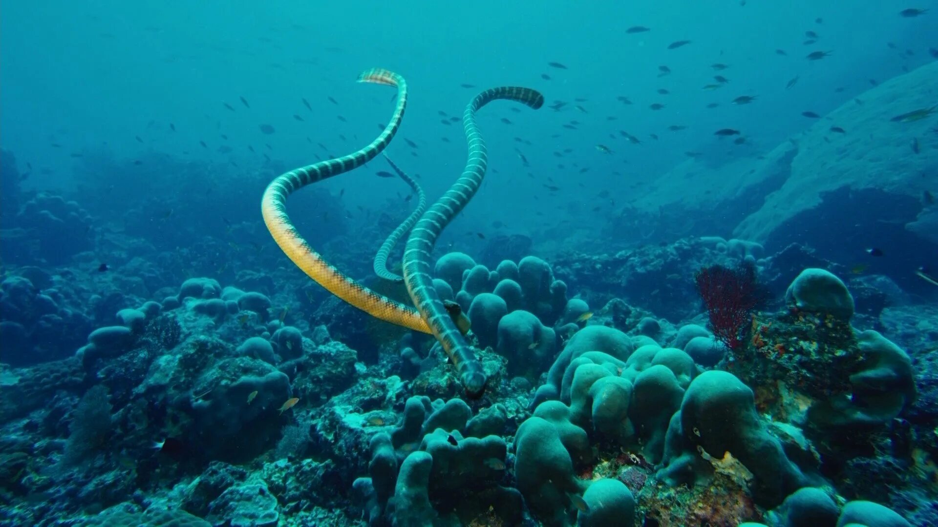 Морские змеи шармаль Шейх. Морская змея большой Барьерный риф. Подводные обитатели. Подводный мир Тихого океана. Жизнь морского океана