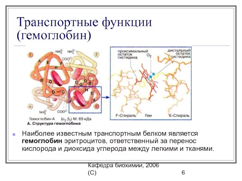 Строение гемоглобина и миоглобина. Гемоглобин функция белка. Схема функционирования гемоглобина. Перенос кислорода гемоглобином биохимия. В состав входят транспортные белки