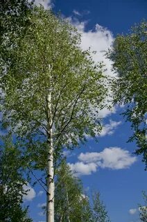 Сколько тут было кудрявых берез