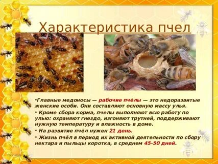 Рассказ про пчел 2 класс окружающий