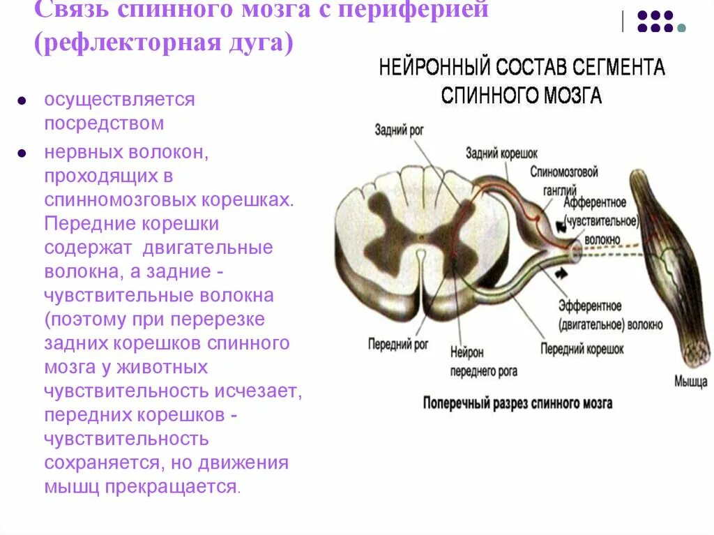 Сегментарный аппарат спинного мозга схема. Строение спинного мозга, рефлекторная.. Срез спинного мозга строение. Строение рефлекторной дуги спинного мозга.