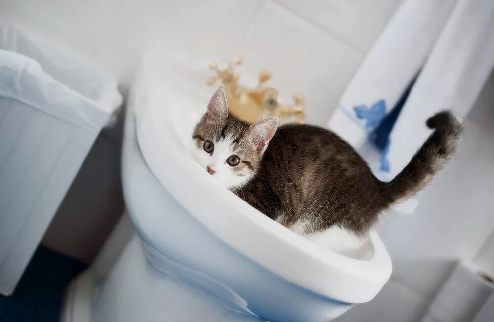Кошка ходит в туалет. Редко хожу в туалет по маленькому. Маленький котенок не может сходить. Почему котёнок мяукает когда ходит в туалет. Частое мочеиспускание у кошки