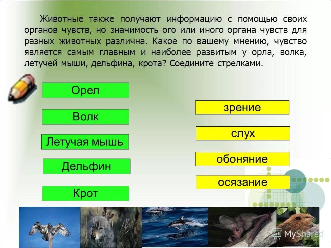 Какую информацию получают животные. Животные чемпионы по органам чувств. Какую информацию получают животные. Самые опасные породы собак для человека. Значение животных в жизни человека.