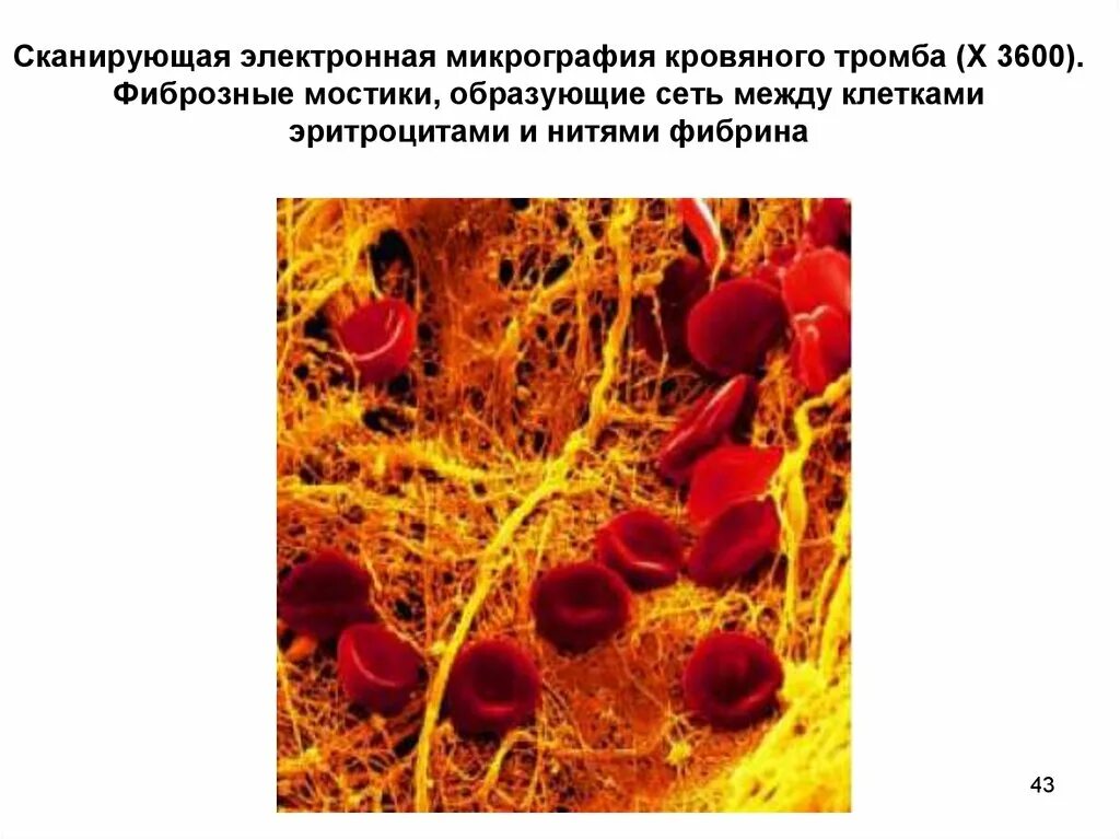 Роль фибрина