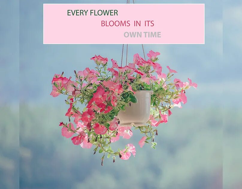 Every Flowers. Every Flower Blooms in it's own time. Its a Flower. Тематические картинки Flowers Bloom с надписью.