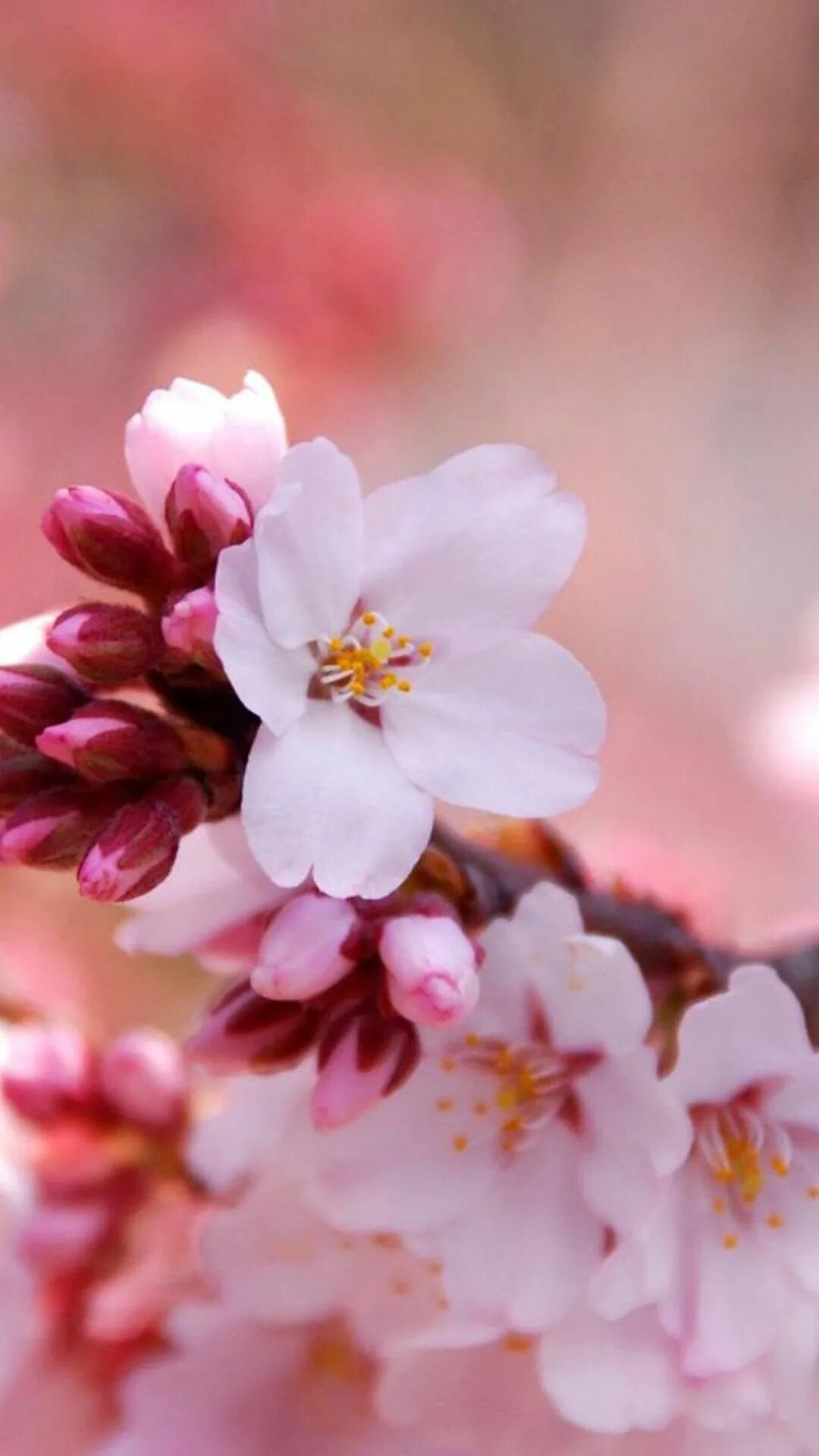 Весенние цветы на телефон вертикальные. Черри блоссом цветок. Цветущая вишня. Весенняя природа.