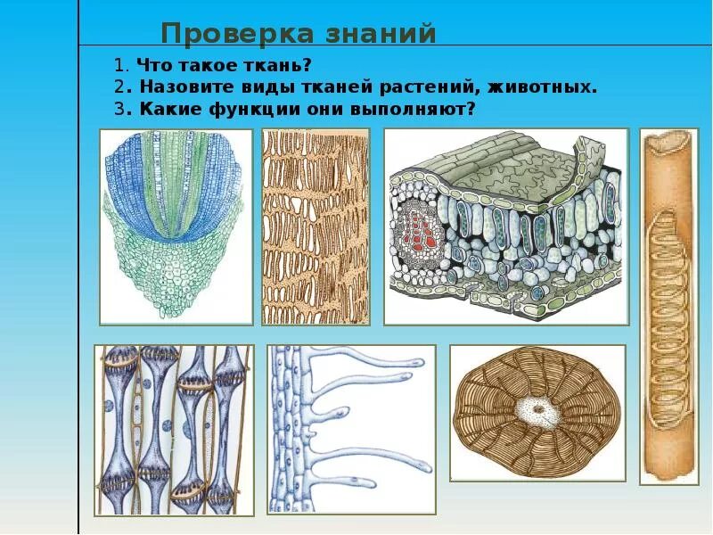 Изображение ткани растений. Ткани растений. Ткани растений и животных. Растительные ткани рисунки. Ткани животных.