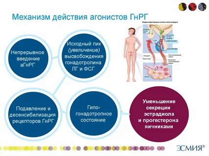 Агонисты гонадотропин рилизинг гормона