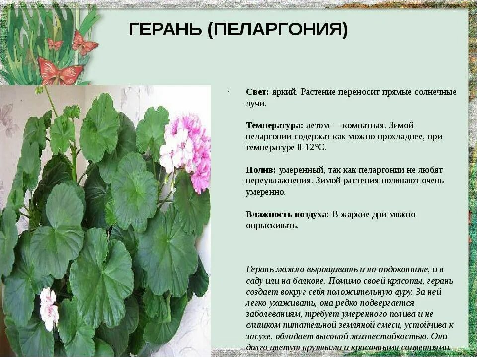 Родина герани комнатного растения. Герань пеларгония Родина растения. Характеристика листа герани. Особенности герани