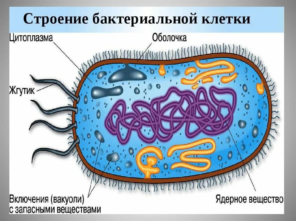 5 Класс структура бактериальной клетки. Строение бактериальной клетки 10 класс биология. Нарисовать строение бактериальной клетки. Строение бактериальной клетки биология. Особенности клетки бактерии 5 класс