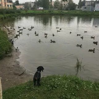 Пруд первомайском